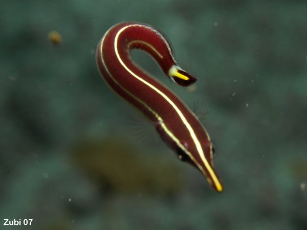 Pretty Urchin clingfish