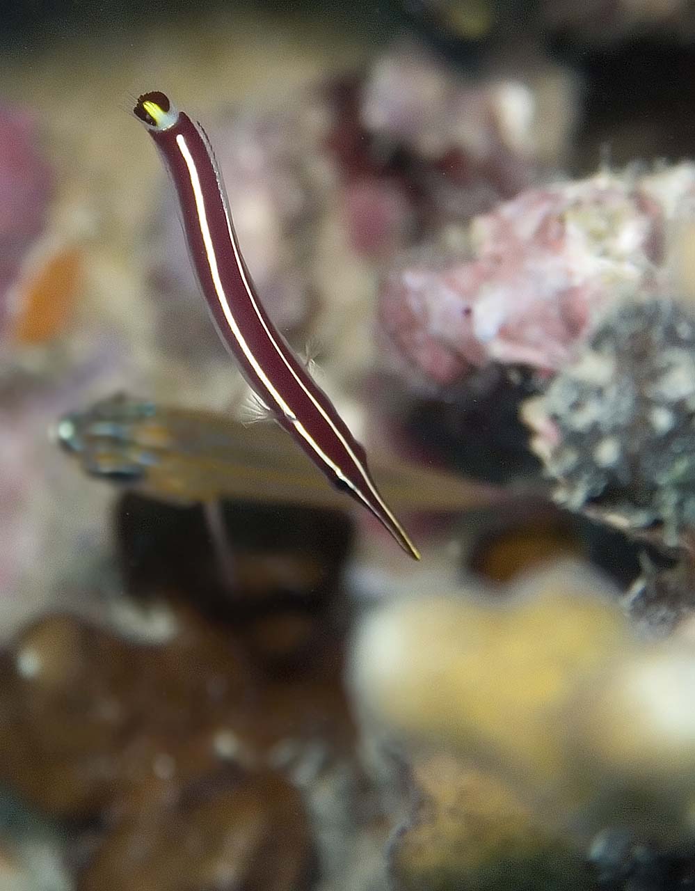 Pretty Urchin clingfish
