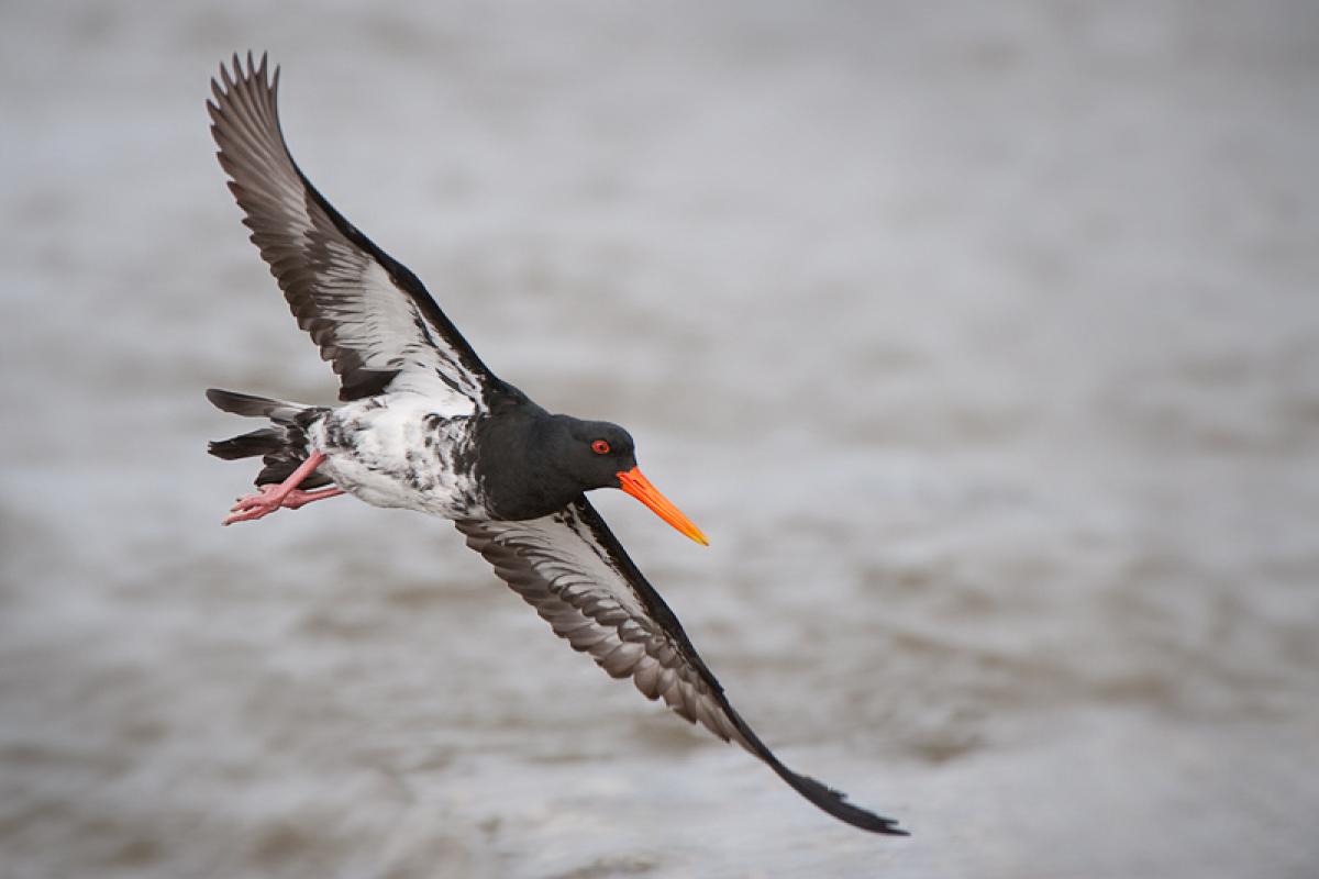 Variable oystercatcher