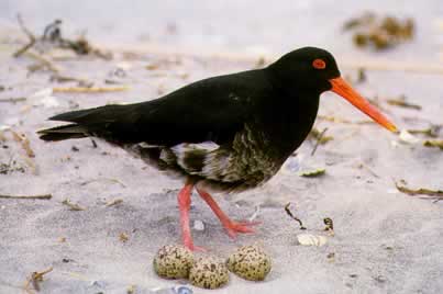 Pretty Variable oystercatcher