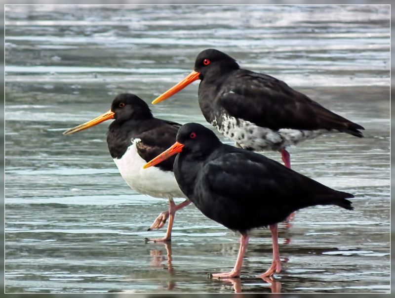 Pretty Variable oystercatcher