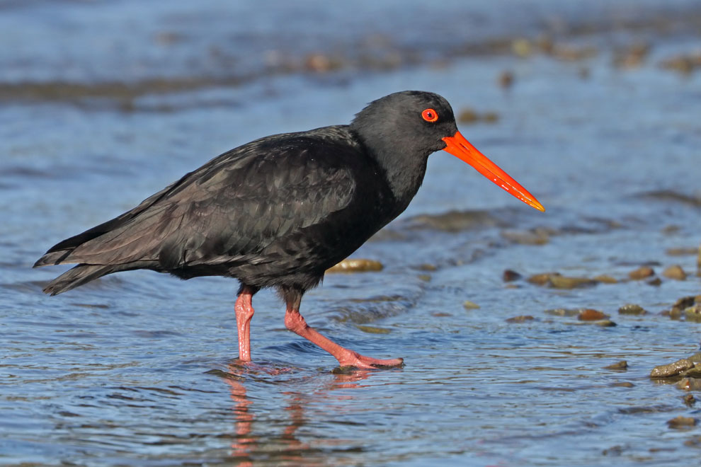 Pretty Variable oystercatcher