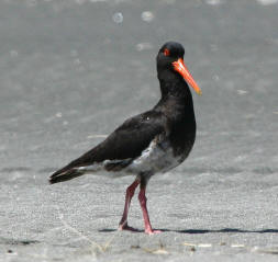 Pretty Variable oystercatcher