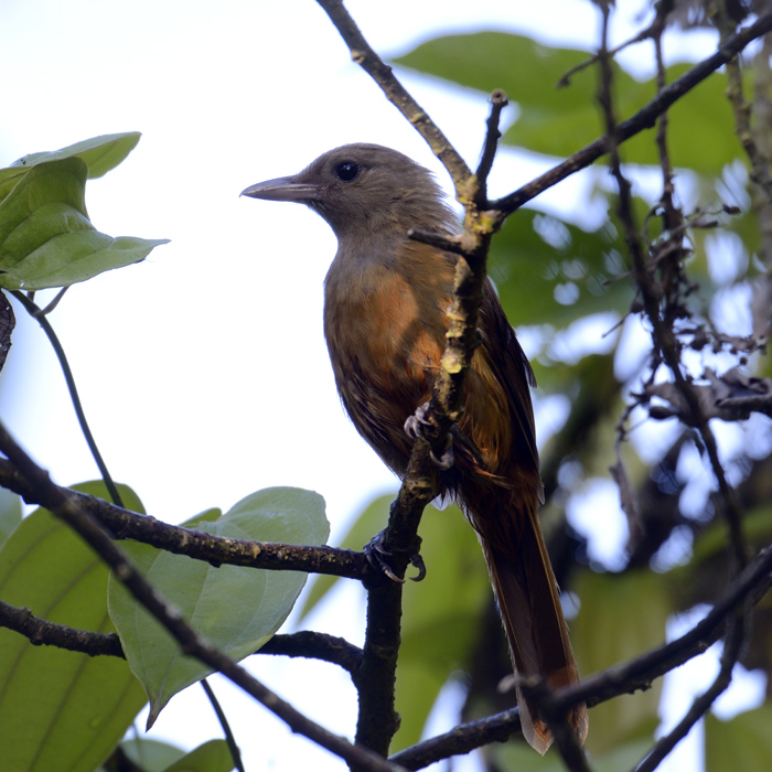 Variable pitohui