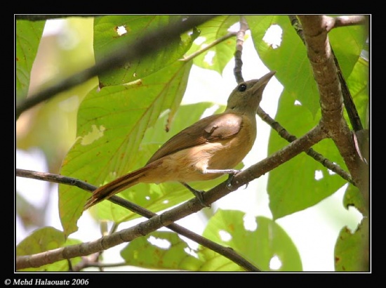 Pretty Variable pitohui