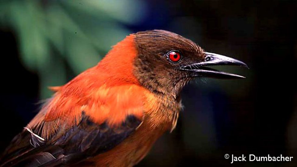 Pretty Variable pitohui