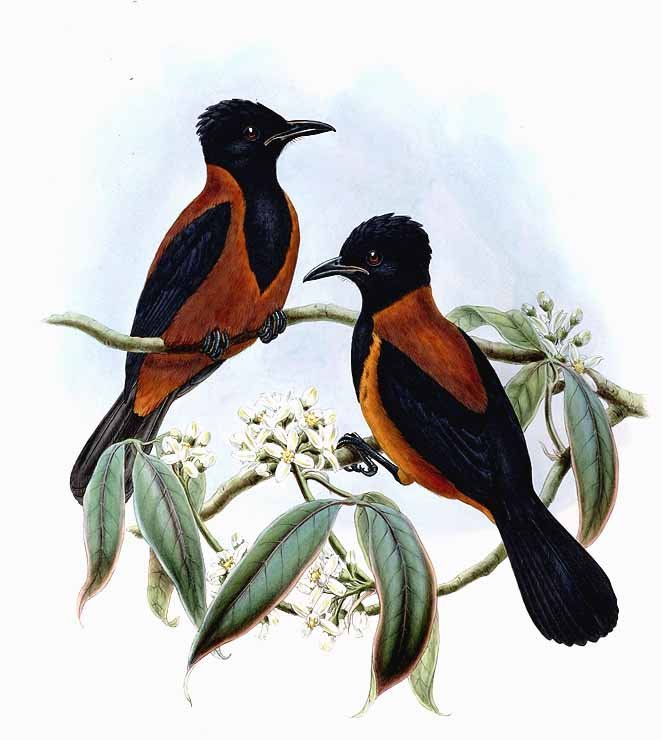 Pretty Variable pitohui