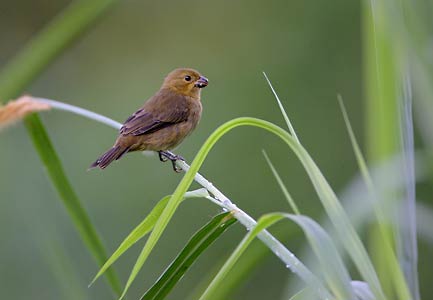 Variable seedeater