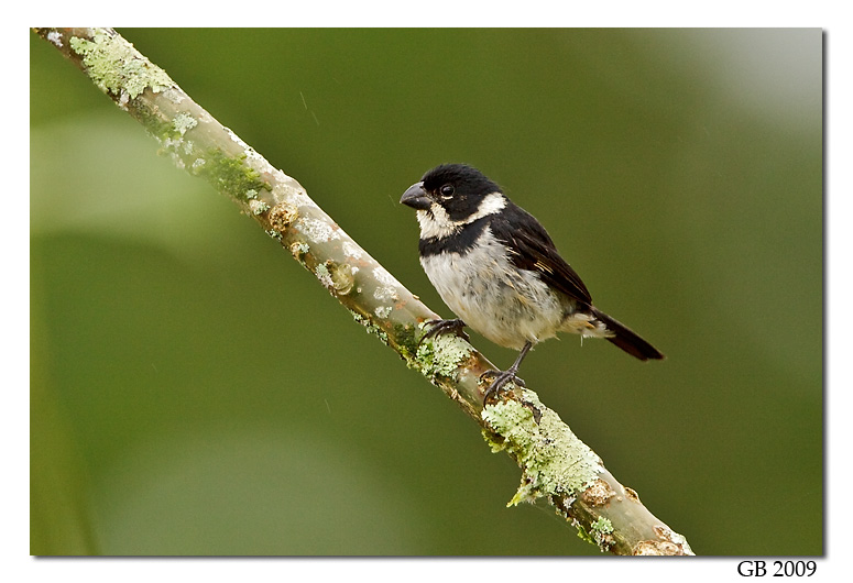 Pretty Variable seedeater