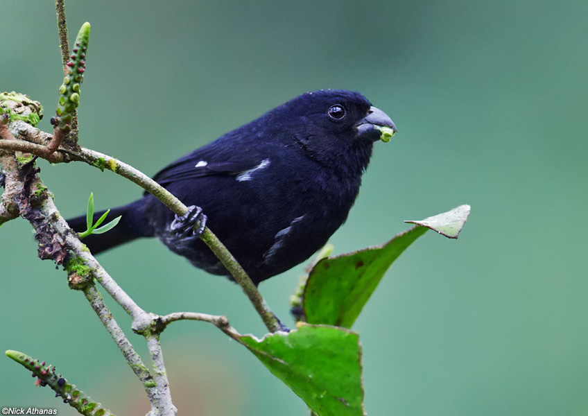 Pretty Variable seedeater