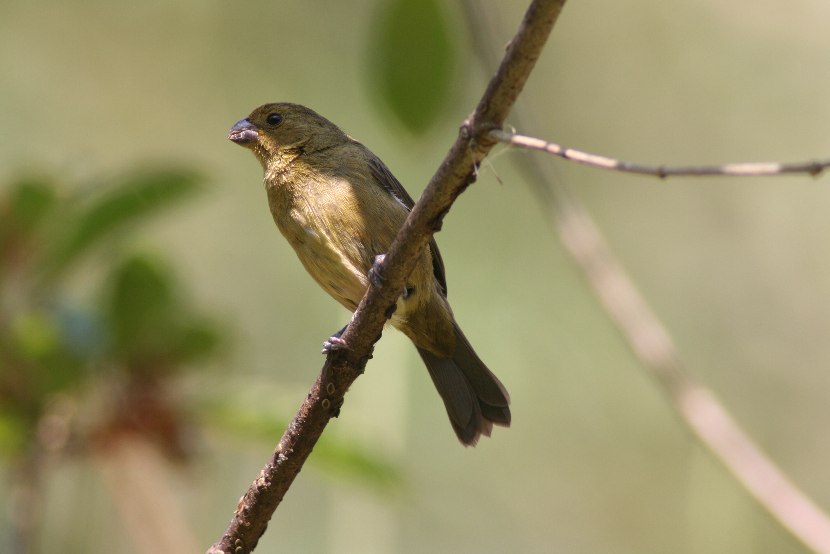 Pretty Variable seedeater