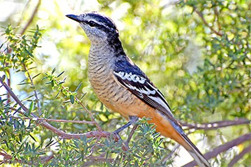 Varied triller