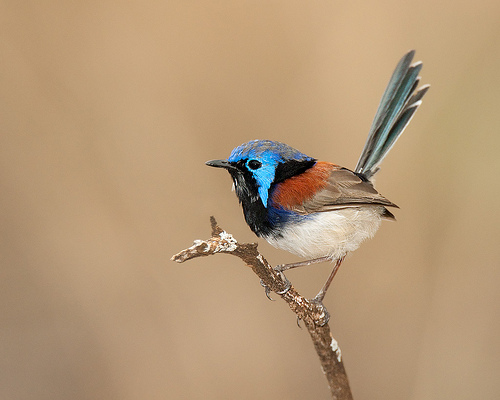 Variegated fairy-wren