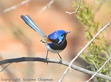 Pretty Variegated fairy-wren
