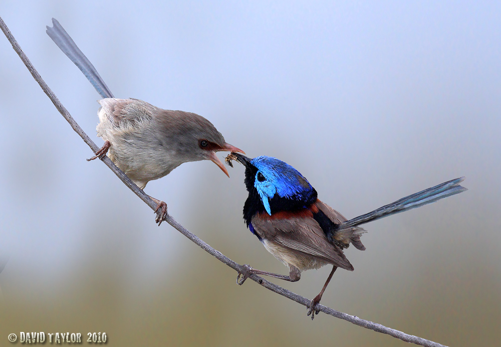 Pretty Variegated fairy-wren