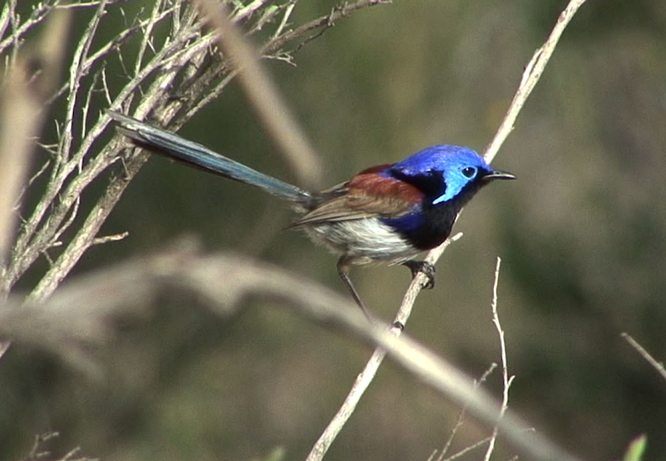Pretty Variegated fairy-wren