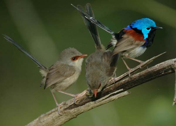 Pretty Variegated fairy-wren