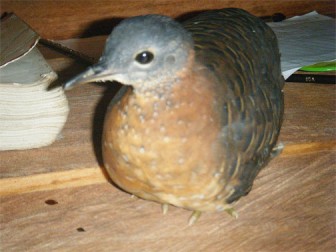 Variegated tinamou