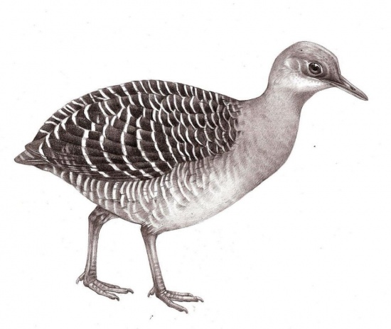 Pretty Variegated tinamou