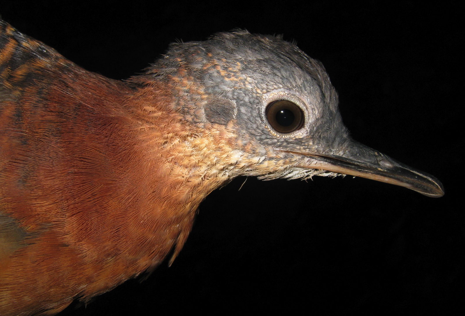Pretty Variegated tinamou