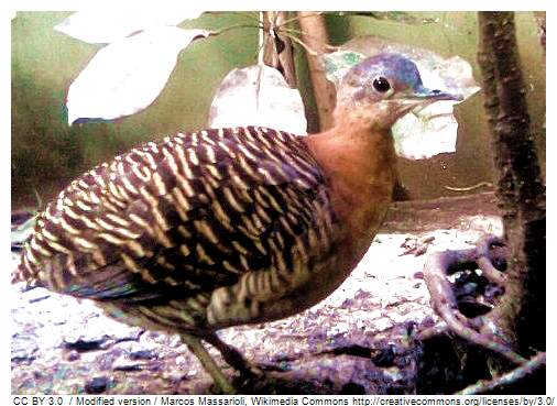 Pretty Variegated tinamou