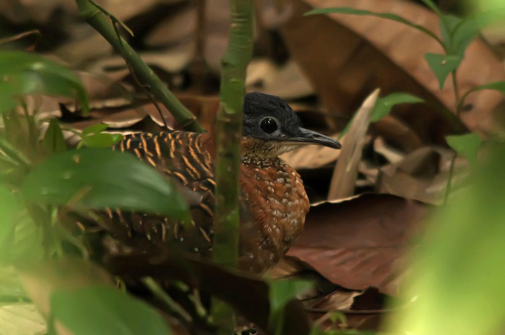 Pretty Variegated tinamou