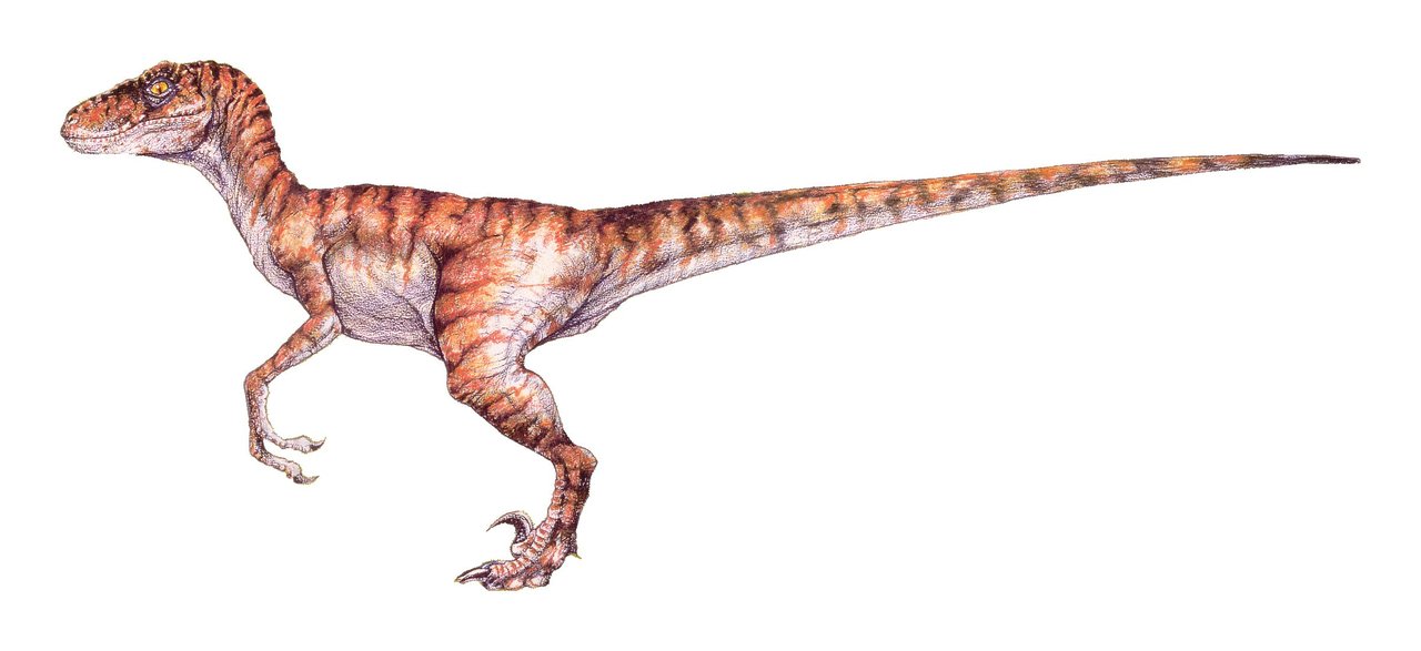 Velociraptor