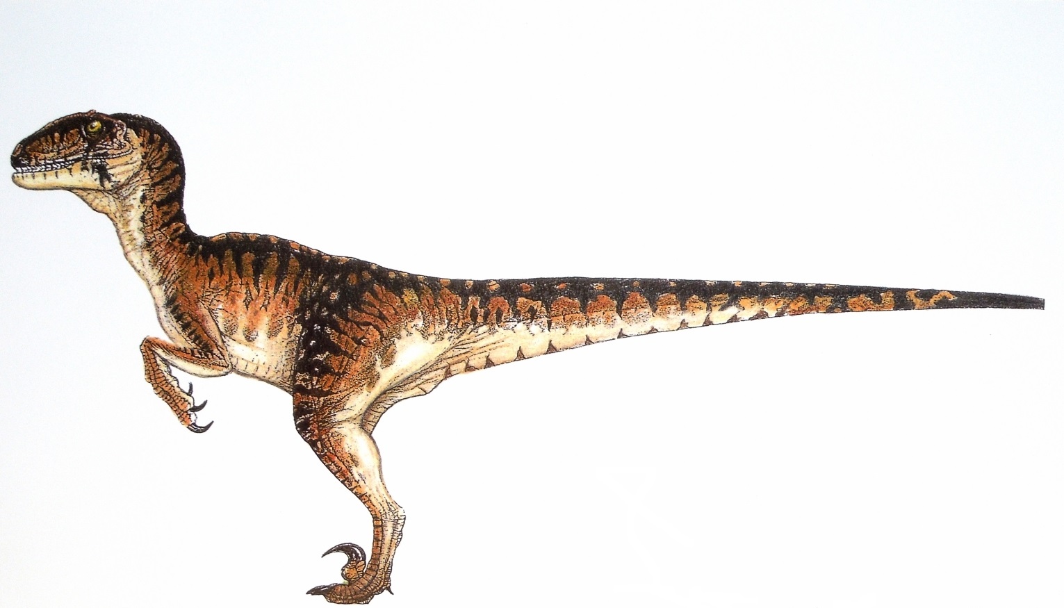 Pretty Velociraptor