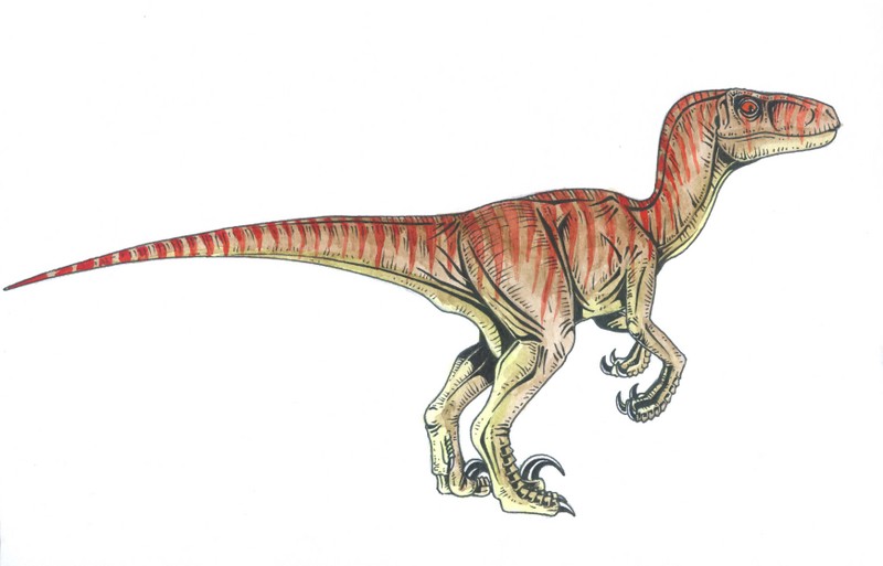 Photo Velociraptor