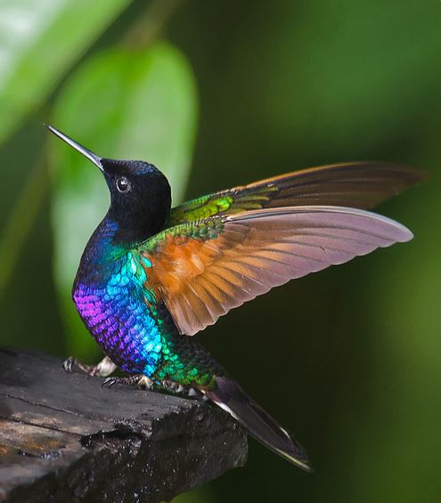 Pretty Velvet-purple coronet