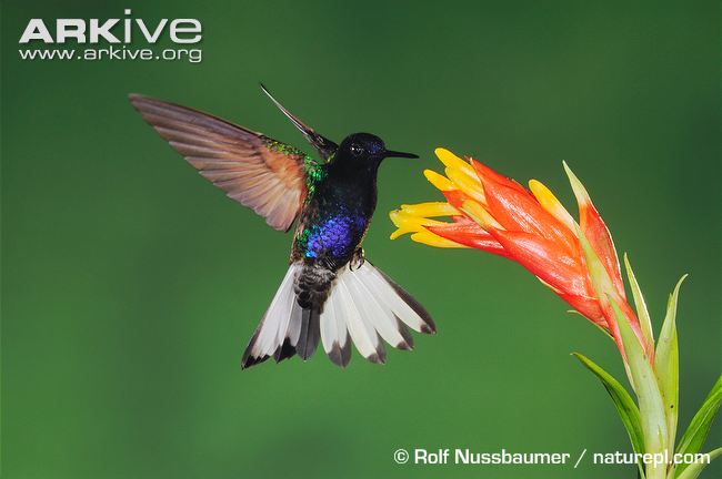 Pretty Velvet-purple coronet
