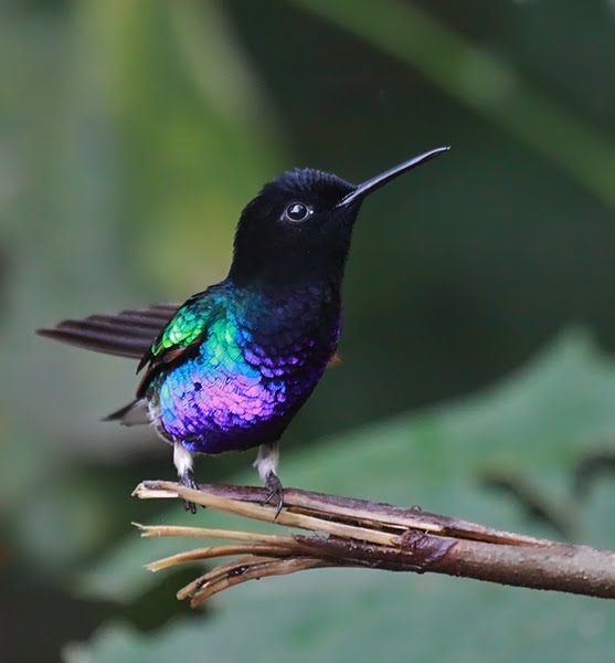 Pretty Velvet-purple coronet