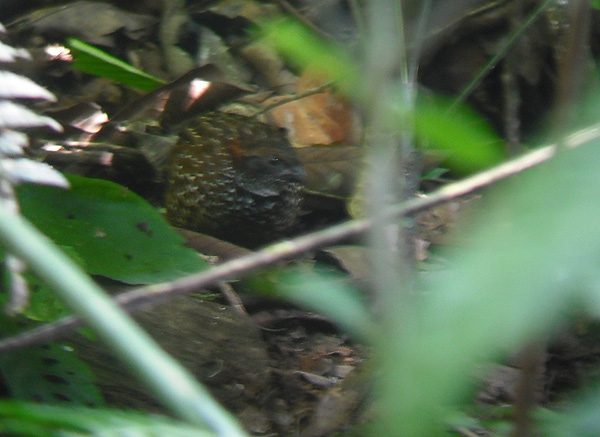 Pretty Venezuelan wood-quail