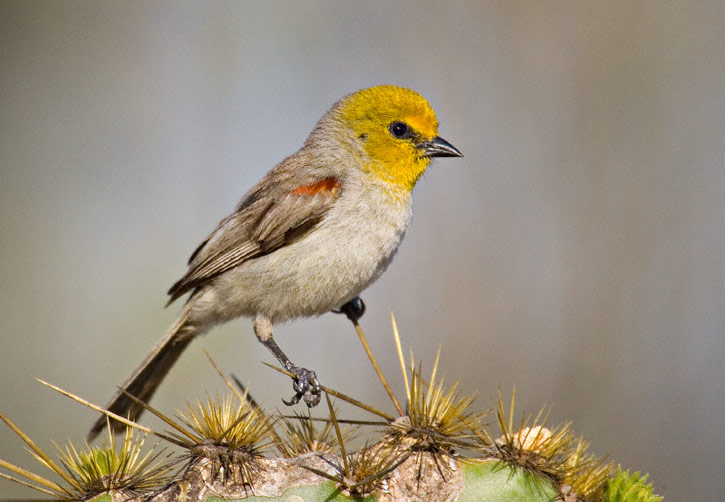 Verdin