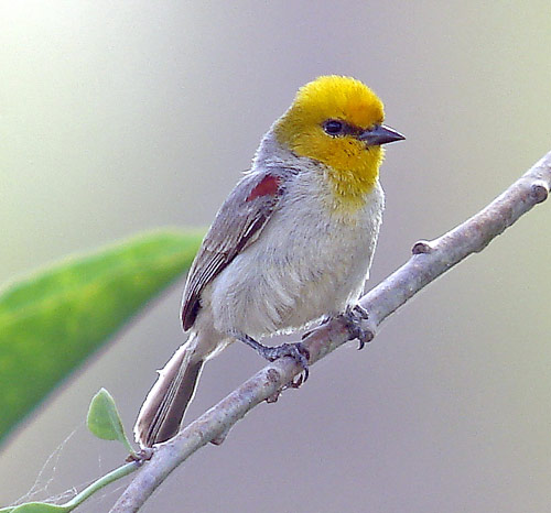 Pretty Verdin