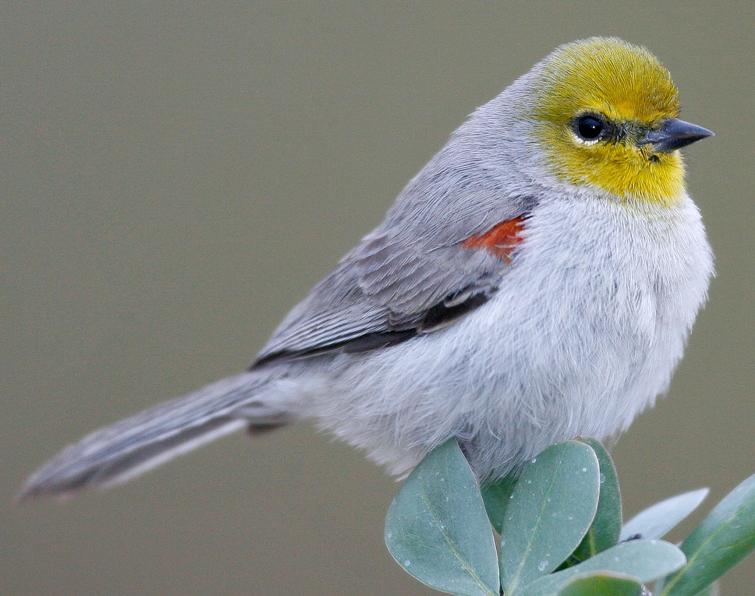 Pretty Verdin
