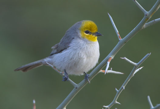 Pretty Verdin