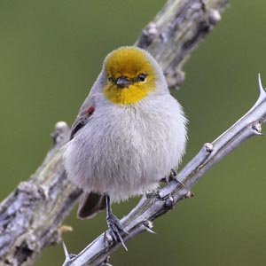 Pretty Verdin