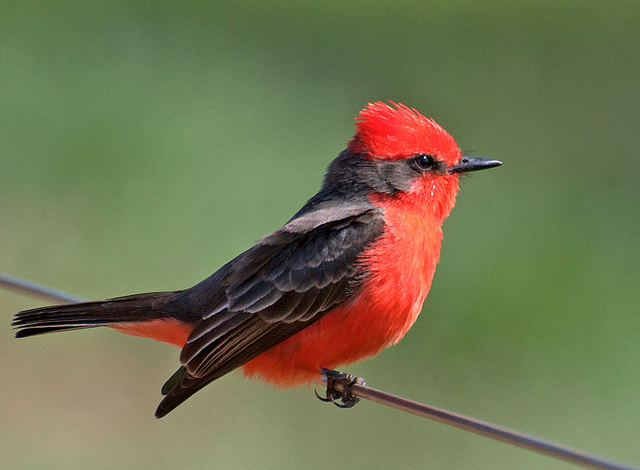 Vermilion flycatcher