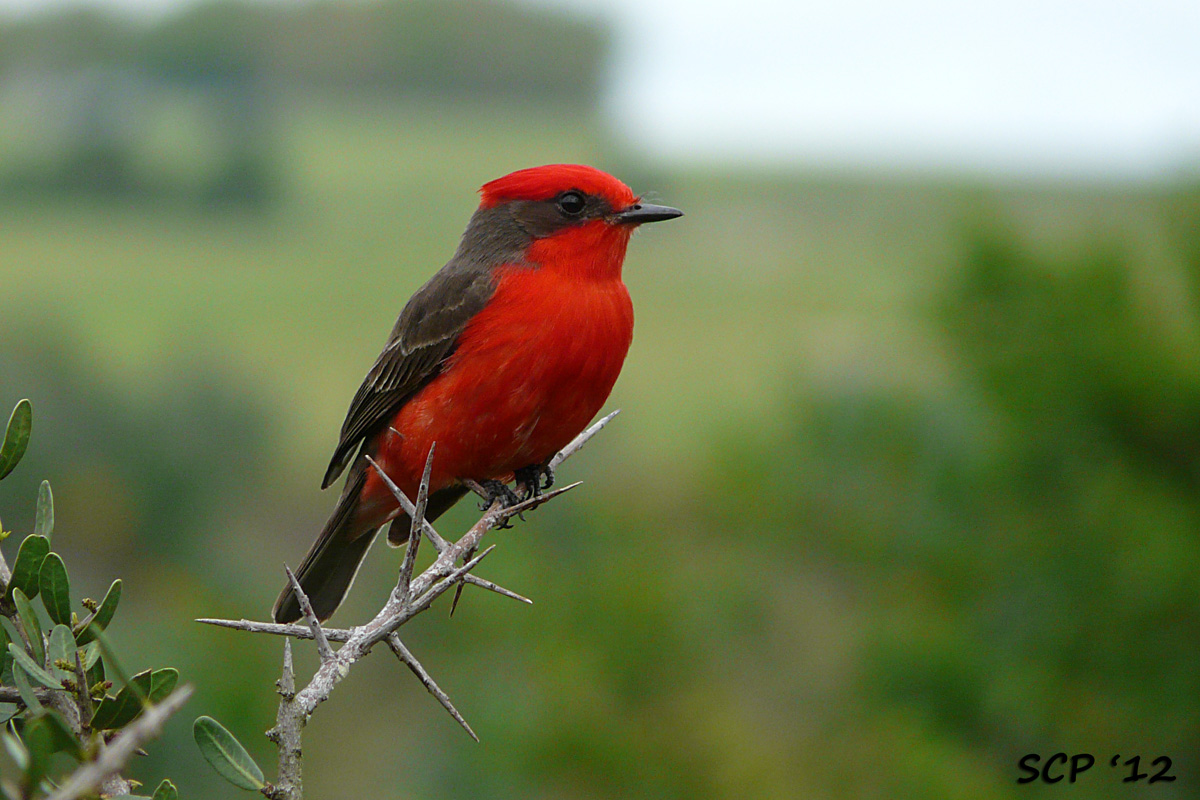 Pretty Vermilion flycatcher