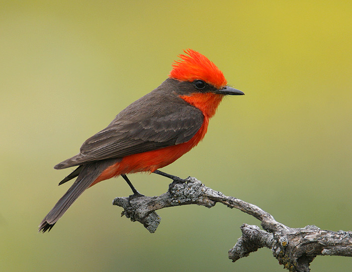 Pretty Vermilion flycatcher