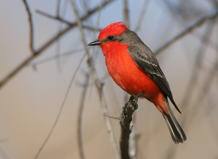 Pretty Vermilion flycatcher