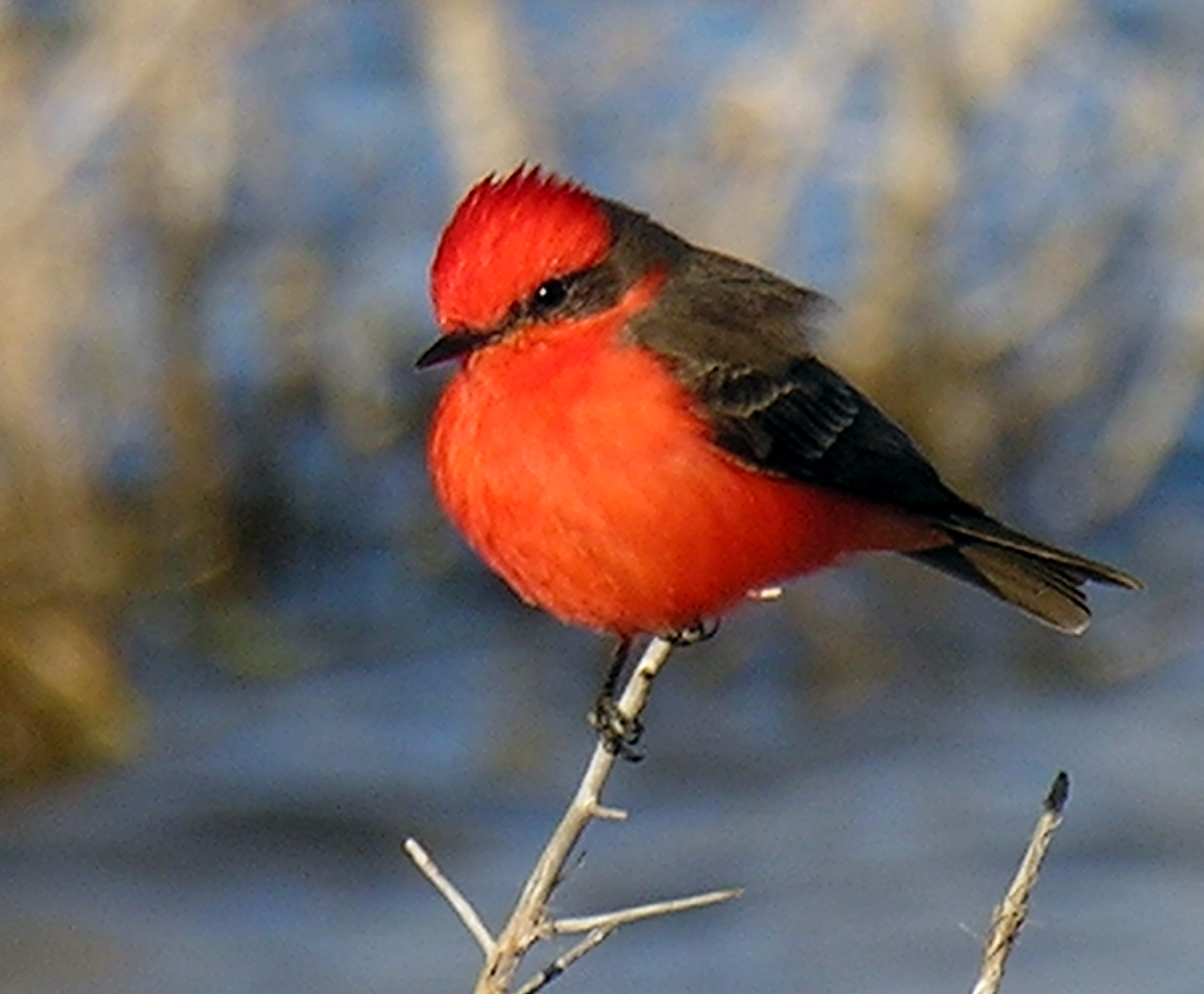 Pretty Vermilion flycatcher