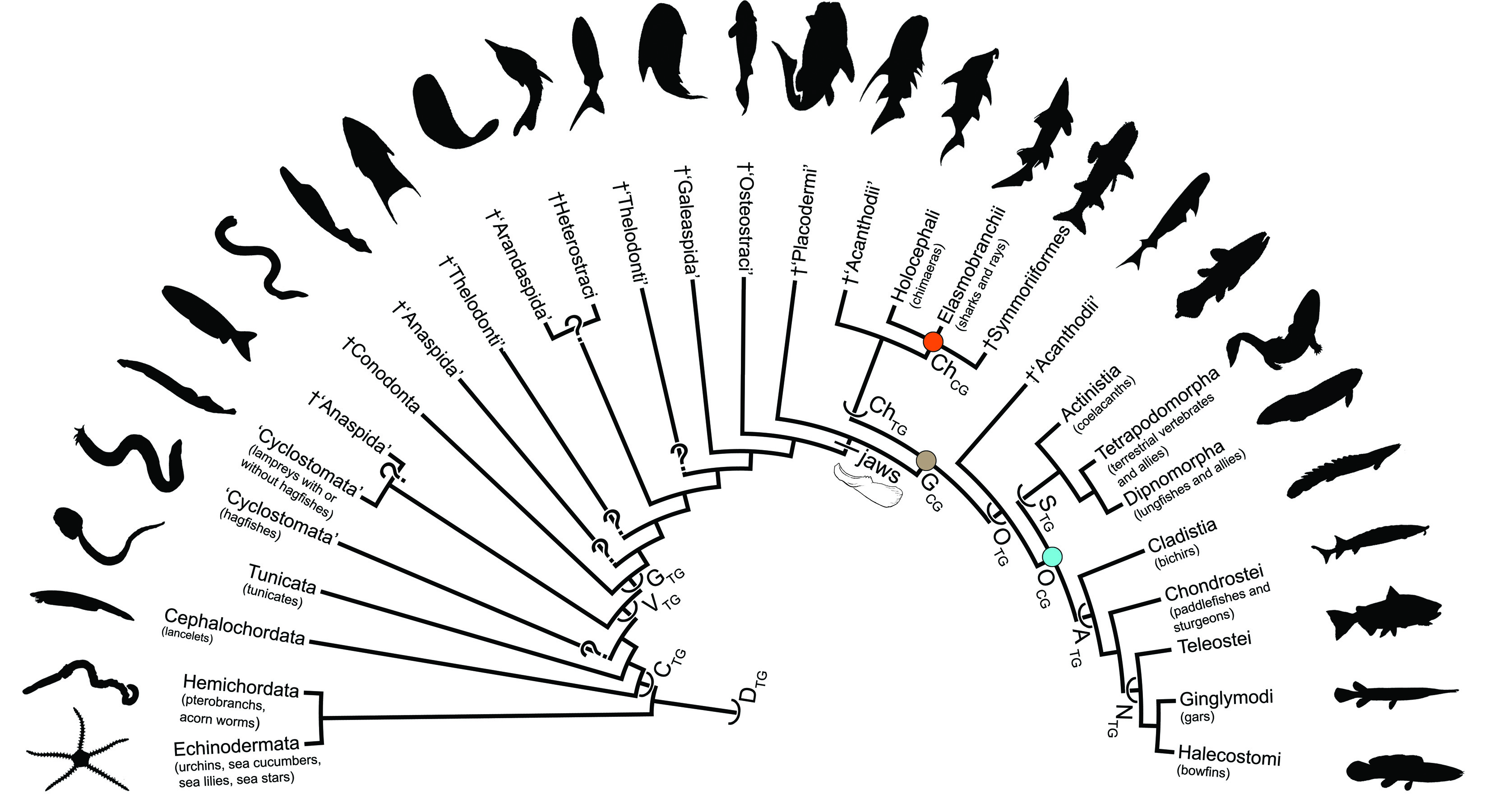 Vertebrates- Photo#02