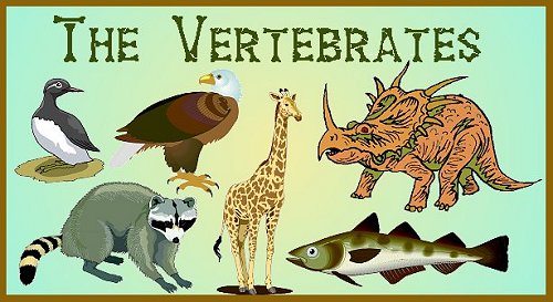 Vertebrates- Photo#04