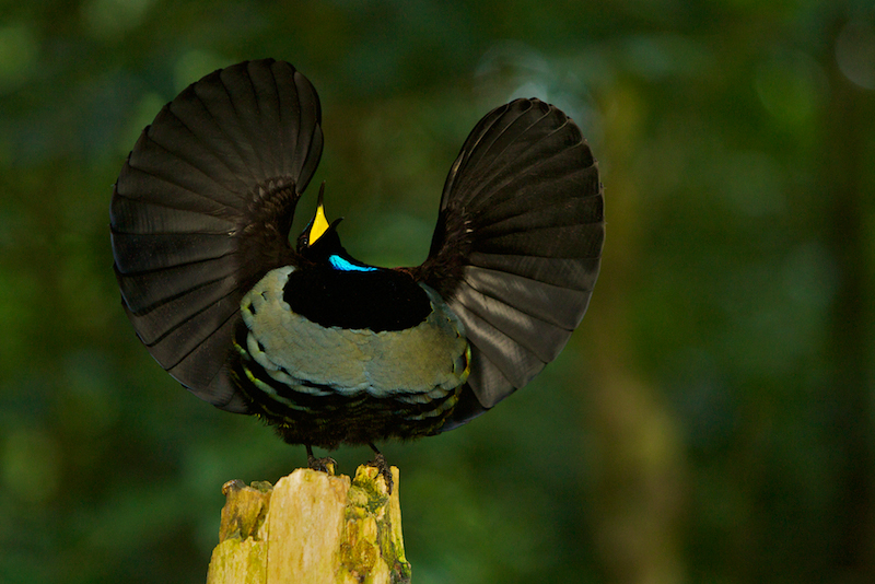 Victoria’s riflebird