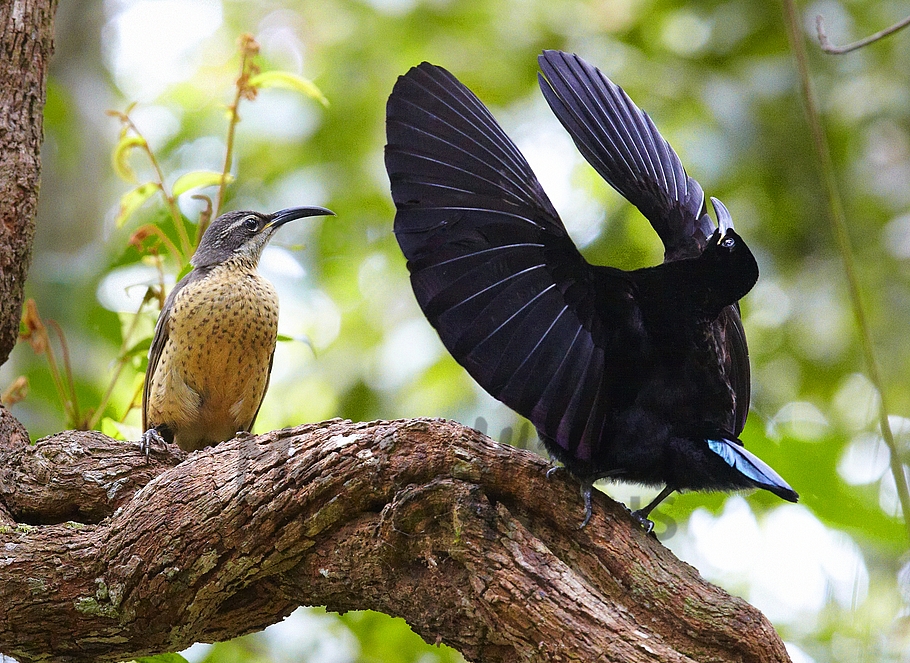 Pretty Victoria’s riflebird