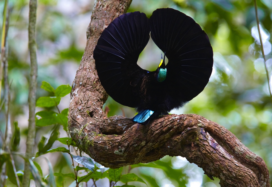 Pretty Victoria’s riflebird