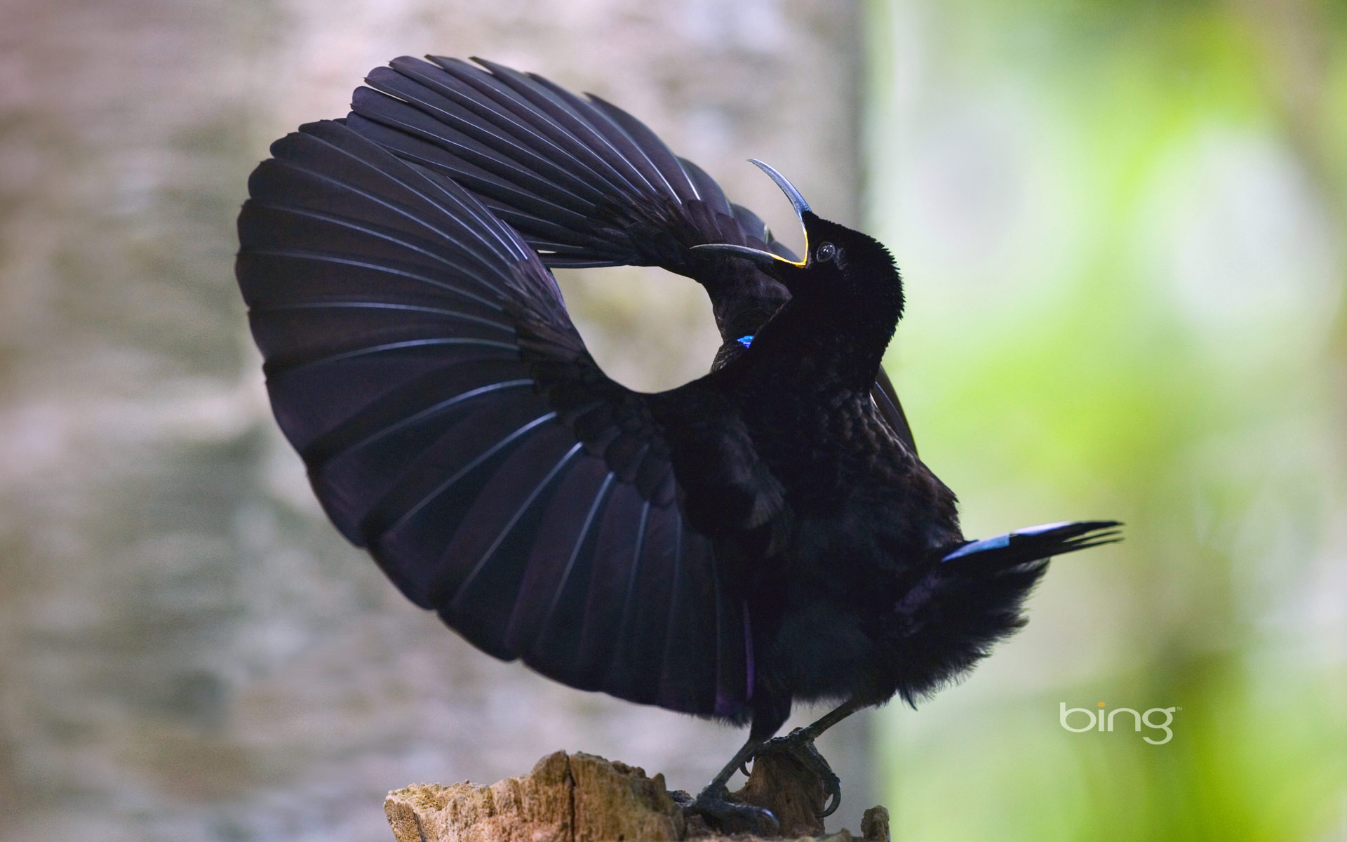 Pretty Victoria’s riflebird
