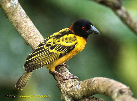 Village weaver